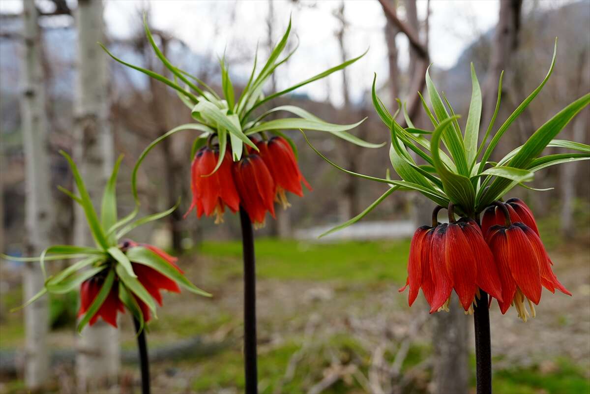 Ters laleler açtı, koparmanın cezası ise dudak uçuklattı 9